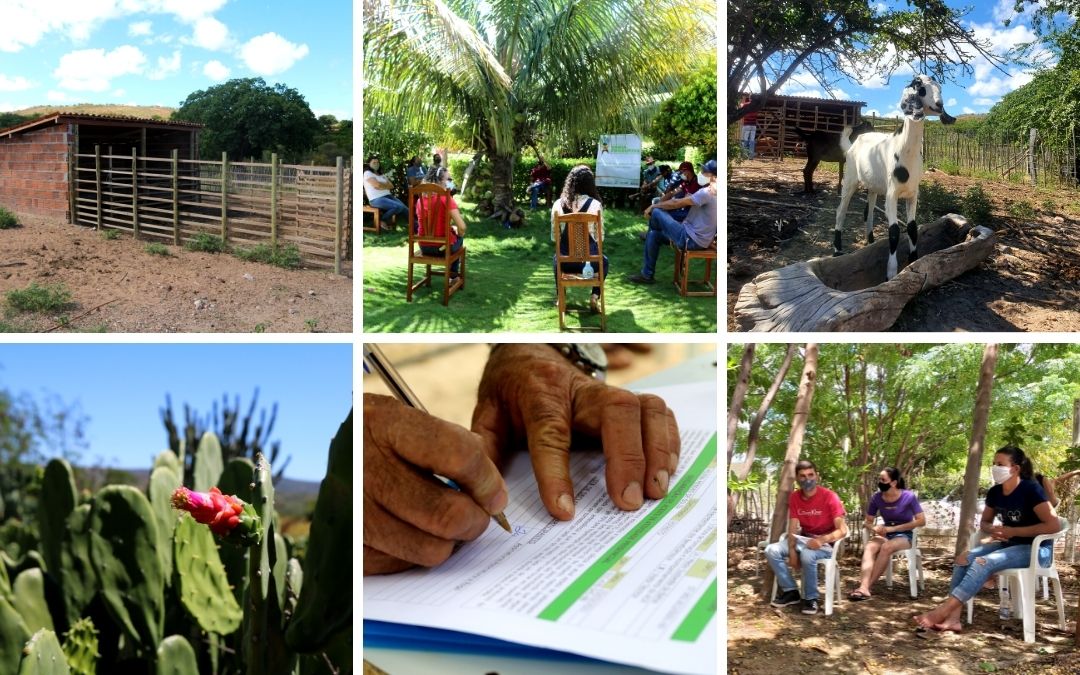 Cedasb fortalece a cadeia produtiva da Caprinovinocultura com o Projeto Bahia Produtiva